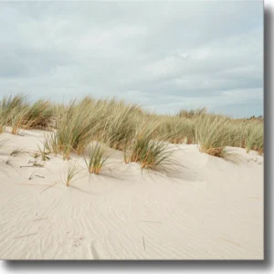 Dune Grass, North